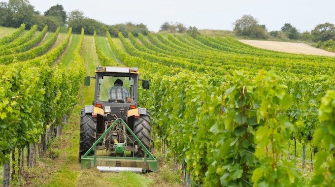 BANDO ISMEA 2019,  PRIMO INSEDIAMENTO IN AGRICOLTURA