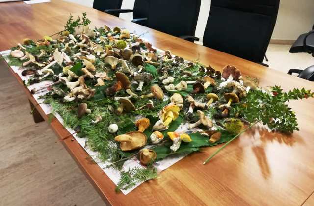 Apertura primaverile dell’Ispettorato micologico dell’Asp di Catania. Funghi: notizie e consigli utili