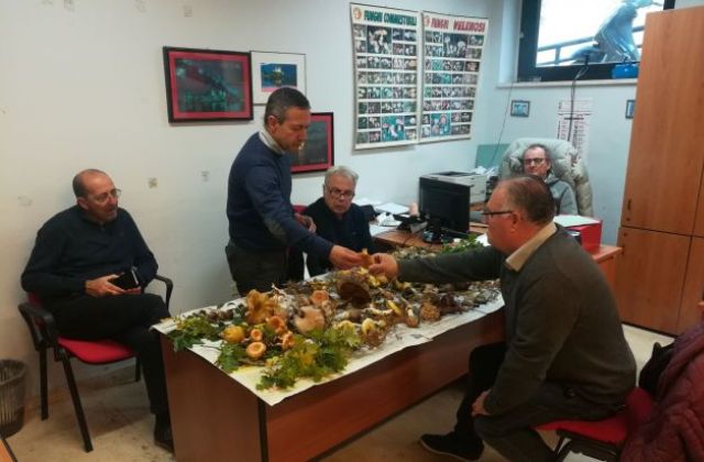 Funghi. In anticipo la stagione. Dall’1 settembre riapre l’Ispettorato micologico Asp di Catania