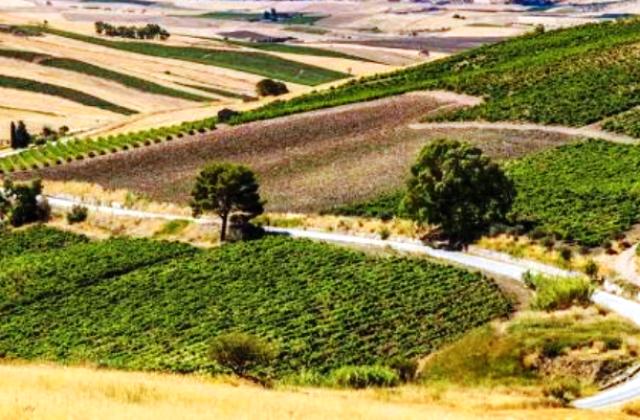 Agroalimentare, bando Psr per prodotti di qualità. Scilla: «Disponibili 400 mila euro»