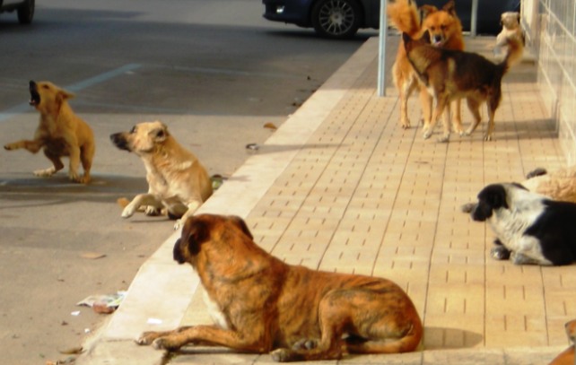 Caltagirone. Lotta al randagismo: si costituisce l’elenco comunale delle associazioni e dei cittadini disponibili a collaborare.