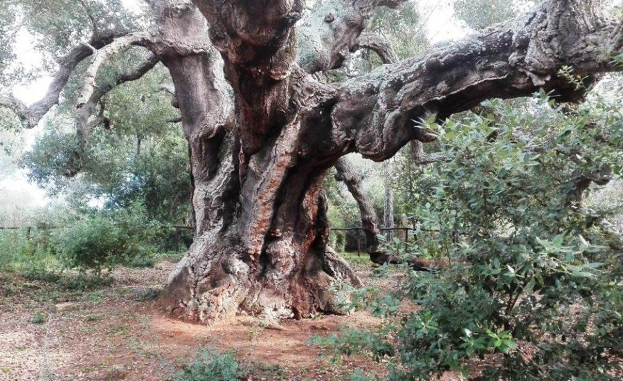 La "Giornata della Macchia mediterranea", in Sicilia, su proposta del "Ramarro Sicilia"