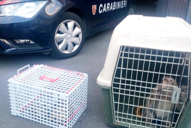 I carabinieri di Catania sequestrano una scimmia e due tartarughe nel quartiere Zia Lisa