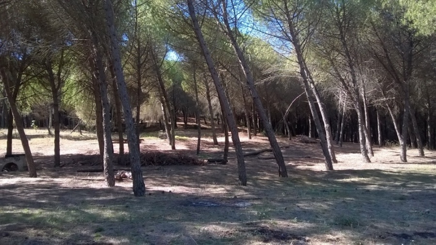 Vertenza forestali: tutto in alto mare!