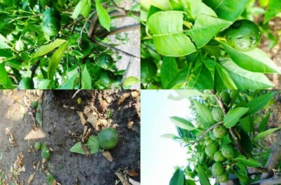 Calatino, danni all’agricoltura: la FederAgri sollecita la dichiarazione dello stato di calamità