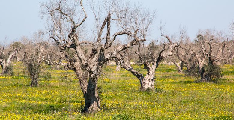 Agricoltura,"Xylella", fondi da 100 milioni