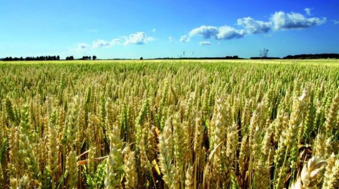 Nuovo regolamento sull’agricoltura biologica