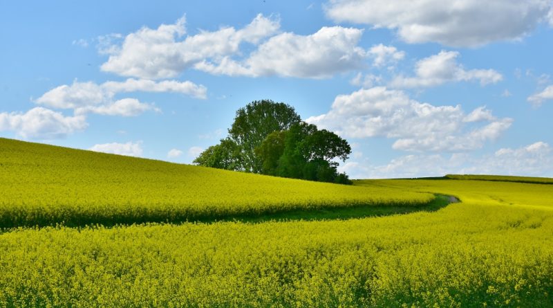 Imu agricola, esenti i coltivatori e gli imprenditori già in pensione