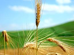 Al via il concorso “Coltiviamo Agricoltura Sociale”: premi e borse di studio