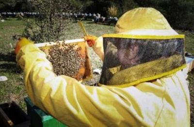 Regione Siciliana. Agricoltura, contributi per 500 mila euro agli apicoltori siciliani