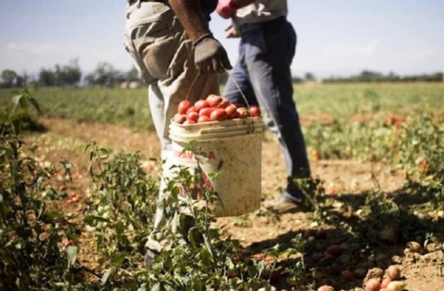 Identificazione, protezione, assistenza delle vittime di sfruttamento lavorativo in agricoltura