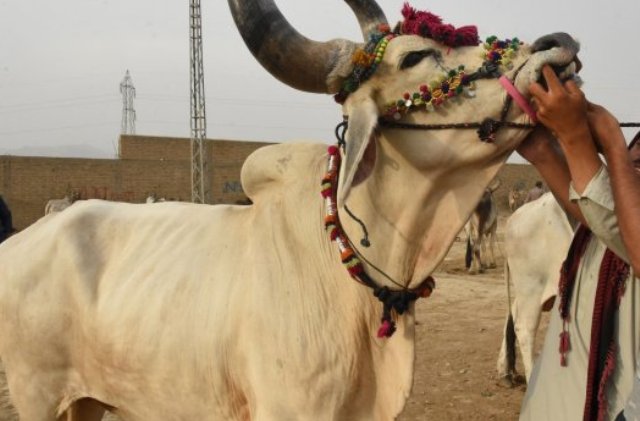 Dal SAI "Vizzini MSNA" di Mineo, il bengalese Fakir ci descrive come si svolge ogni anno la EID AL-ADHA, nota come "festa del sacrificio" 