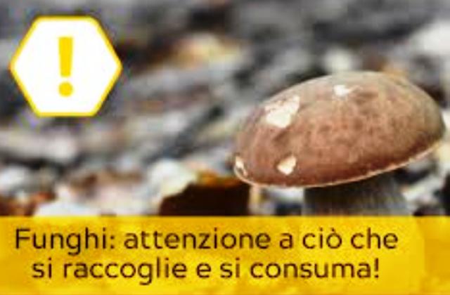 Funghi. Da domani 1 ottobre parte stagione e apre Ispettorato micologico. Sedi, giorni e orari 