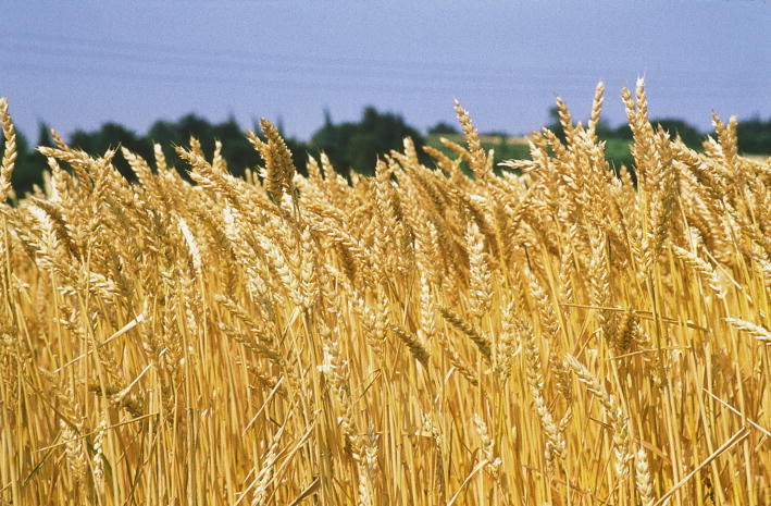 Il potenziale inespresso del grano di Sicilia