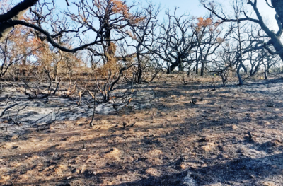 Incendi, oltre 18 milioni per la riforestazione: pubblicato elenco progetti ammissibili
