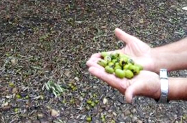 Agricoltori raddusani danneggiati da una forte grandinata, si rivolgono alle istituzioni
