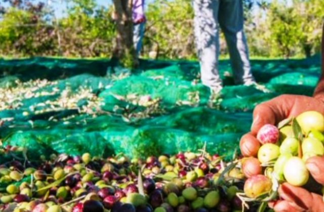 Buone notizie. Raccolta olive: olivicoltori raddusani soddisfatti, nonostante le intemperie
