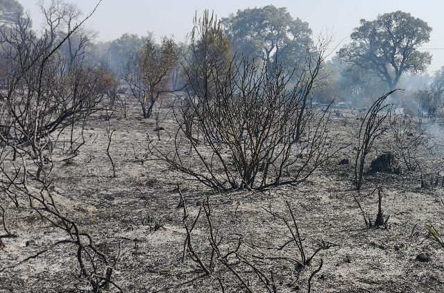 Incendio base Ramarro, bosco Santo Pietro: Paolo Ragusa, vice presidente MCL Catania: "Vile gesto!" 