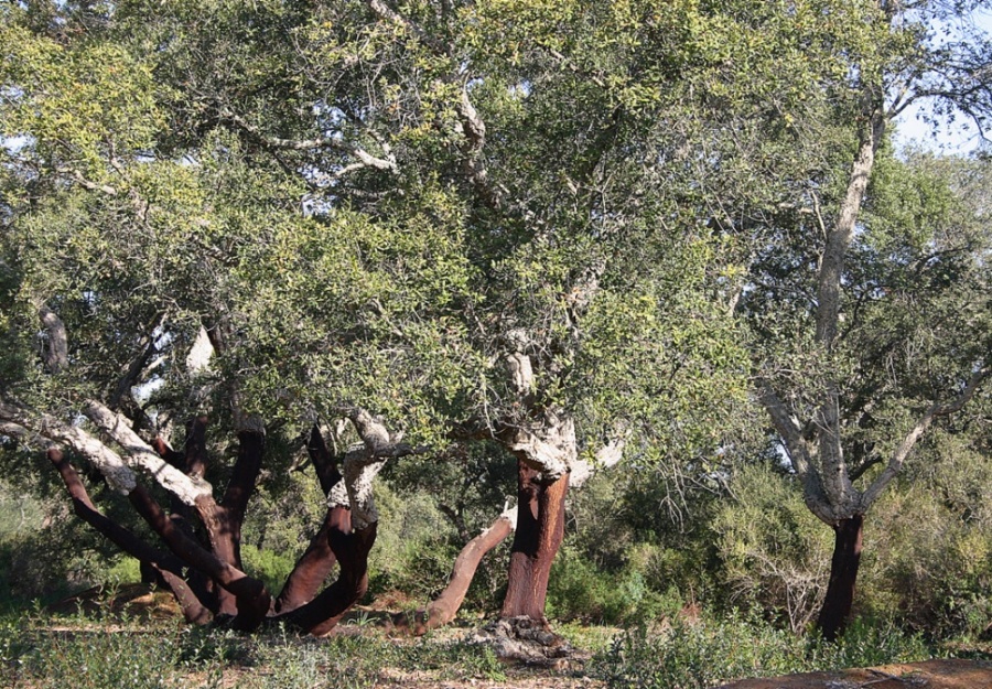 Museo naturalistico del bosco di Santo Pietro,  “Giornata nazionale delle famiglie al museo”