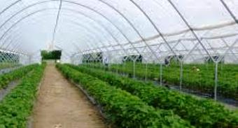 SFERA AGRICOLA: UN ESEMPIO DI AGRICOLTURA SOSTENIBILE. LA SOSTENIBILITÀ PASSA (ANCHE) DALLA CULTURA AZIENDALE