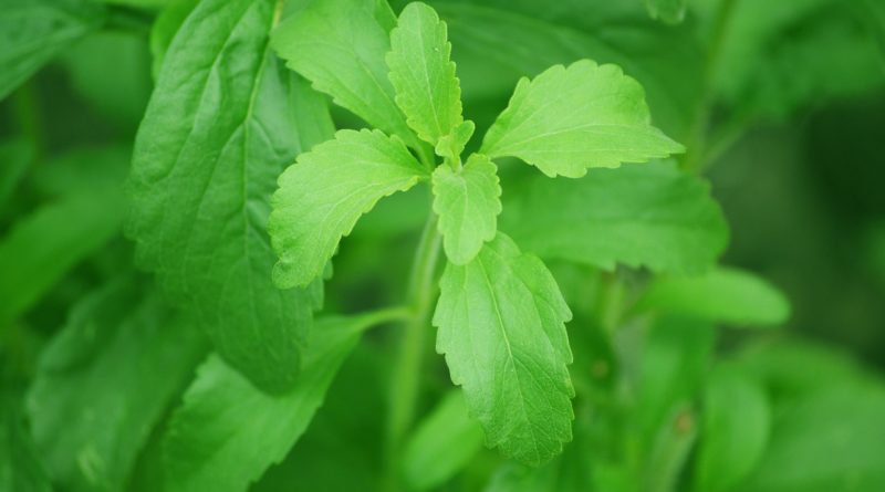 "La Stevia" come coltivarla e come usarla