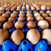 Sicilia, nessun caso di uova contaminate