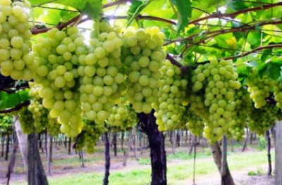 Vendemmia verde in Sicilia, sette milioni di euro per più di mille produttori vitivinicoli