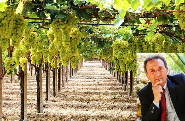 Lavoro agricolo e futuro per migliorare la viticoltura da mensa in Sicilia. Se ne parla domani a Mazzarrone