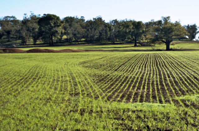 Agricoltura: all'asta 16 mila ettari con la Banca delle terre