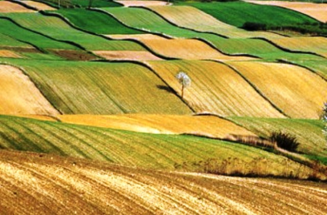 Agricoltura in Sicilia. Due bandi e 115 milioni di euro a favore degli agricoltori siciliani